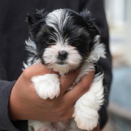 Yorkshire Terriers from Trendy Yorkies