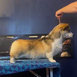 Pembroke Welsh Corgi All Grown Up from BellamyHills Corgis