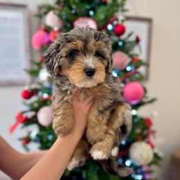 Mrs. Howell - Blue merle female Bernedoodle puppy in Idaho Falls, Idaho from Idahome Doodle