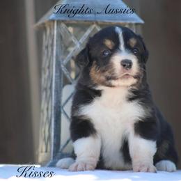 Kisses - Black tri-color female Australian Shepherd puppy in Ceres, California from Knight's Aussies