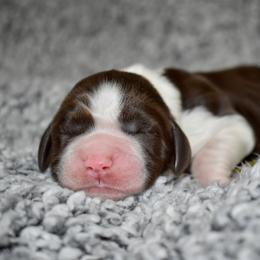 Sandy - Liver and white female English Springer Spaniel puppy in Chapmansboro, Tennessee from Balthrop Bend Farms