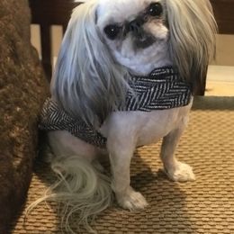 Shih Tzu Puppies from Willow Lane Shih Tzus