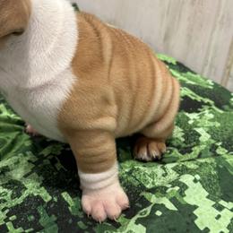 Bulldog Puppies from Bulldog's 4 Brothers