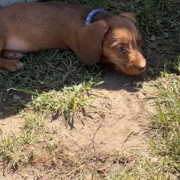 Roger - Red male Dachshund puppy in Marshfield, Missouri from WH Hounds