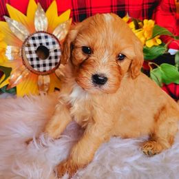 Cavalier King Charles Spaniels from Puppyloversplace
