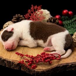 Male 1 - Red male Border Collie puppy in Oxford, Florida from RSR Border Collies