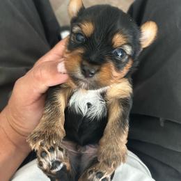 Male 1 - Black and tan male Yorkshire Terrier puppy in Kissimmee, Florida from Bebe AKC Puppies