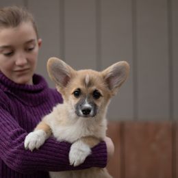 Gerbil - Sable female Pembroke Welsh Corgi puppy in La Grange, Wyoming from Merrygold Corgis