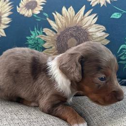 Sprinkles 3,800 - Dapple male Dachshund puppy in Barbourville, Kentucky from The Bossy Doxie Farm