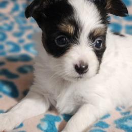 Pepper - White black and tan female Papillon puppy in Fulton, Missouri from Papillon Love