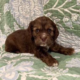 Maryland - Purple - Brown white and tan female Cocker Spaniel puppy in Inman, South Carolina from Dees Cockers, LLC