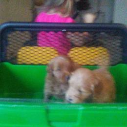Assorted Doodle Crosses Puppies from Southern Star Goldendoodles