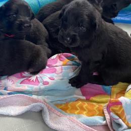 German Shepherd Puppies from Oakley Acres Shepherds