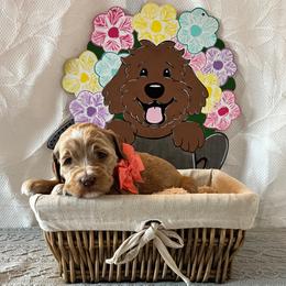 Stripes - Peach Collar Female - Red  female Goldendoodle puppy in Bradenton, Florida from Suncoast Goldendoodles