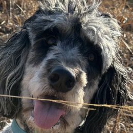 Bernedoodles and Poodles from Moonlight kennels