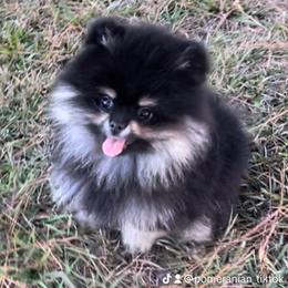 Pomeranian Puppies from Silver’s Reigning Heir Poms