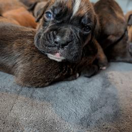 Louie - Brindle male Boxer puppy in Wellington, Ohio from Brinkhaven Boxers