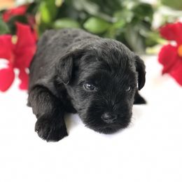 Miniature Schnauzer Puppies from Laurel Crown Schnauzers