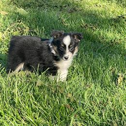 Little Black tri - Black tri female Toy Australian Shepherd puppy in Springfield, Missouri from Donnie's Miniature & Toy Australian Shepherds