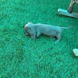 Saturn - Fawn (Isabella) male Dachshund puppy in Irving, Texas from DFW Dachshunds by G & S