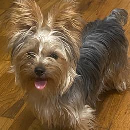 Rosie - Yorkshire Terrier