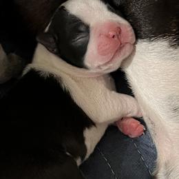 Boston Terrier Puppies from Toon’s Boston Terriers