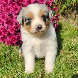 Donny - Blue merle male Miniature Australian Shepherd puppy in Sandown, New Hampshire from Ashby Lou Aussies