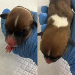 Brooklyn (AKC) - Red female Pembroke Welsh Corgi puppy in Loma Linda, California from Osorio’s Corgis