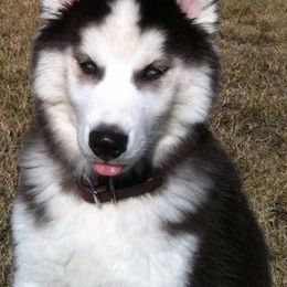 Siberian Huskies from Carmona Kennels