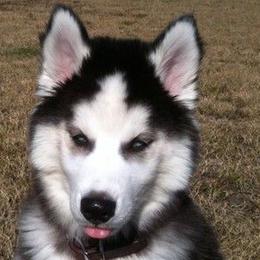 Siberian Huskies from Carmona Kennels
