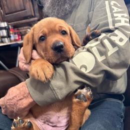 1 st pick girl - Yellow female Labrador Retriever puppy in Littlefield, Arizona from Susan Burkey