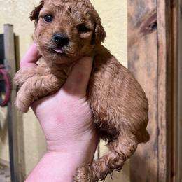 Yellow - Red  female Poodle puppy in Hickory Grove, South Carolina from Oopsie Doodles
