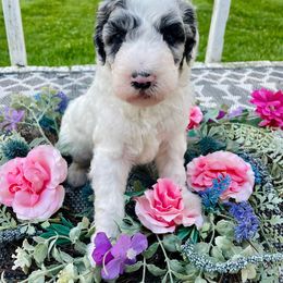 Bravo - Merle male Sheepadoodle puppy in Pataskala And Thornville, Ohio from Four Front Doodles - Pataskala