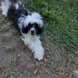 Joey - White and black male Chinese Crested puppy in Utah from Mlee puppies