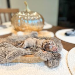 Dachshund Puppies from G&K Kennels