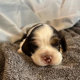 Trevor - Brown and white male Cocker Spaniel puppy in Draper, Virginia from S&J Spaniels