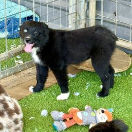 Black bi - Black & white female Miniature Australian Shepherd puppy in Lemon Cove, California from Magic Ranch Mini Aussies