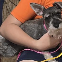 Missy - Miniature Schnauzer