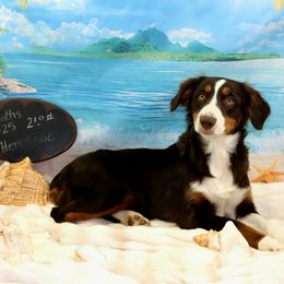 Hermione Granger - Red tri female Miniature Australian Shepherd puppy in Levelland, Texas from Once Upon a Time Aussies