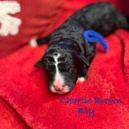 Charlie Brown - male Golden Mountain Doodle puppy in Rockville, Minnesota from Bracha Poodles & Doodles