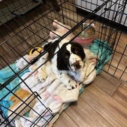 English Springer Spaniel Puppies from Sara's English Springer Spaniels