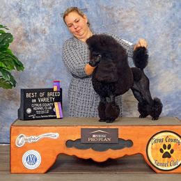 Stella - Poodle