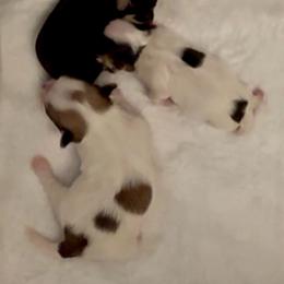 Morkie puppies from North Carolina Maltese, Yorkies & Morkies(previously California Maltese, Yorkies & Morkies)