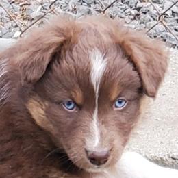 Ginger - Red tri-color female Australian Shepherd puppy in Cottage Grove, Oregon from Farmstead Aussies