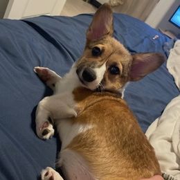 Cardigan Welsh Corgis from Roman Gambelin Corgi Pups