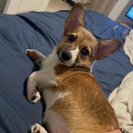 Cardigan Welsh Corgis from Roman Gambelin Corgi Pups