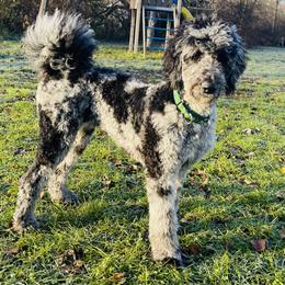 McCoy - Bernedoodle