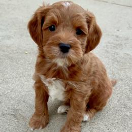 Nemo - Red male Australian Labradoodle puppy in Roseville, California from Darby Park Doodles