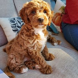 Cockapoo Puppies from Rosemary House