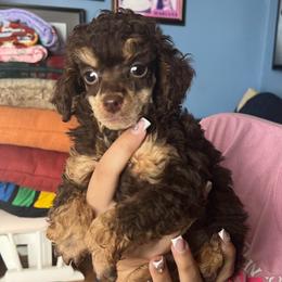 Chino - Phantom male Poodle puppy in Winter Haven, Florida from Herdez’s Poodles